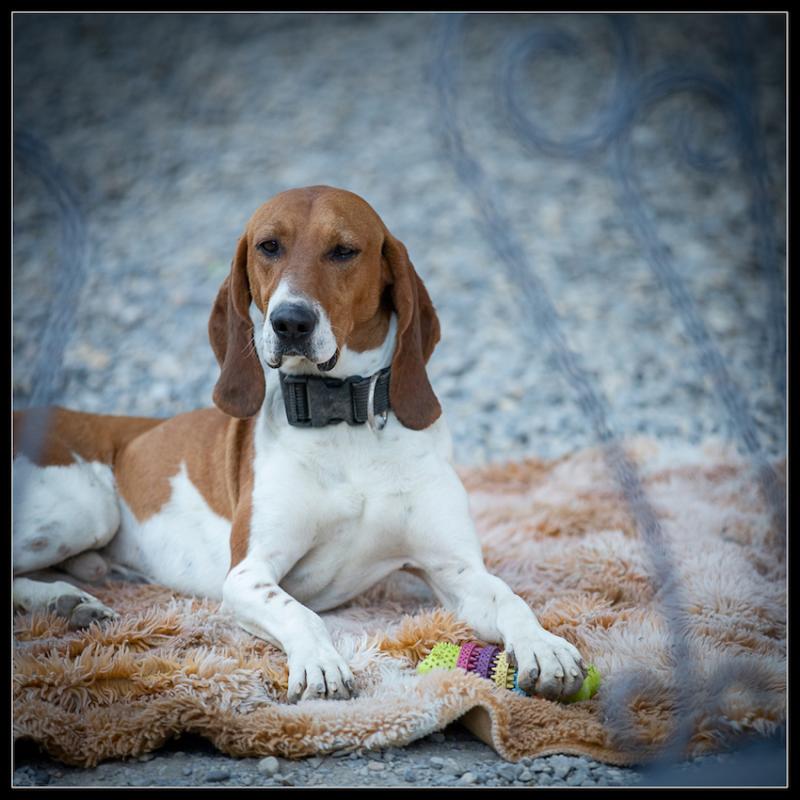 JAMES - x beagle 3 ans (3 ans de refuge) - Refuge de Digne (04) Refuge-chiens-james-26