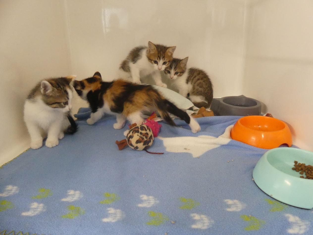 Mirabelle, Framboise, Kiwi, Kaki
