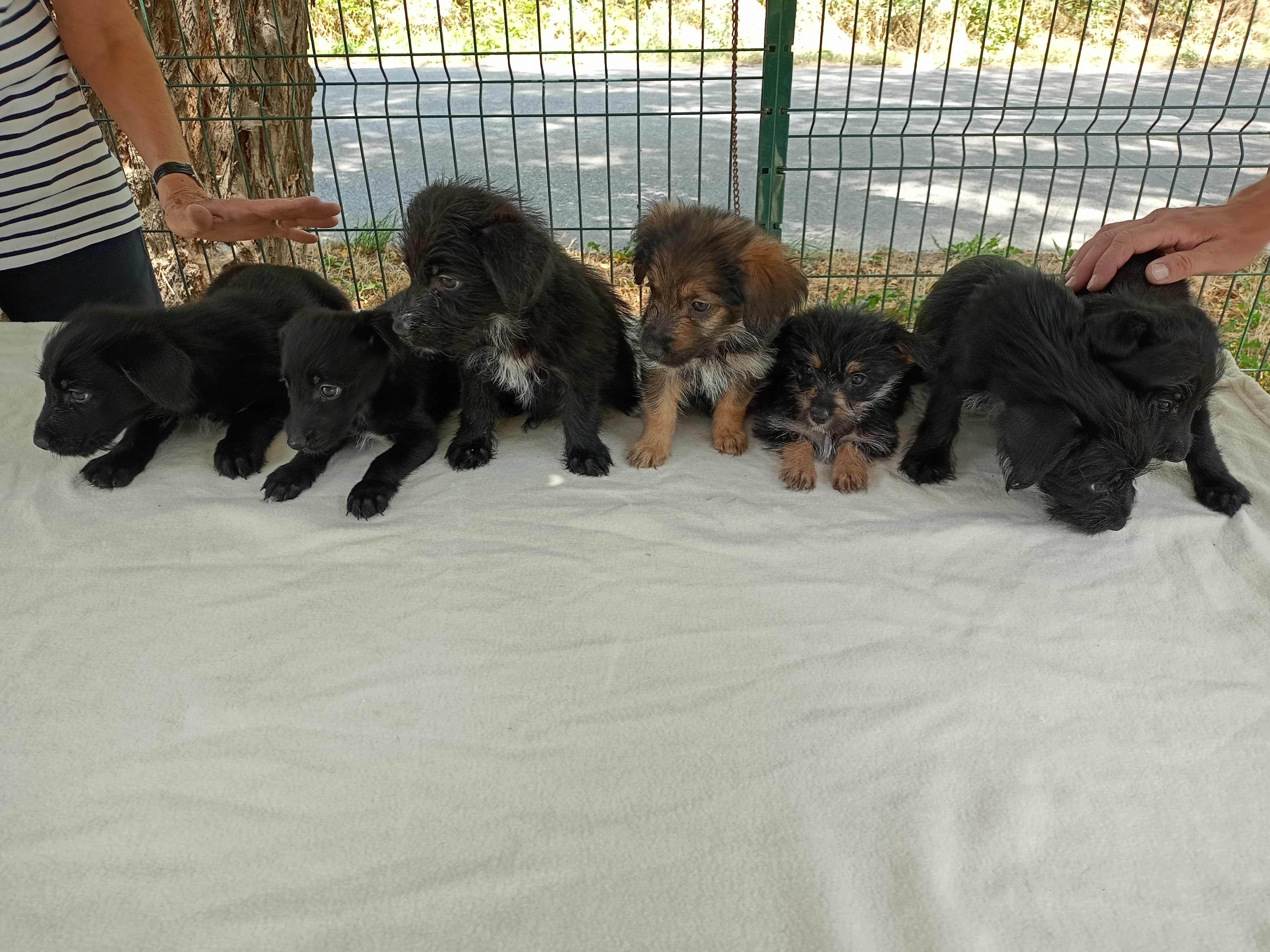 Bébés