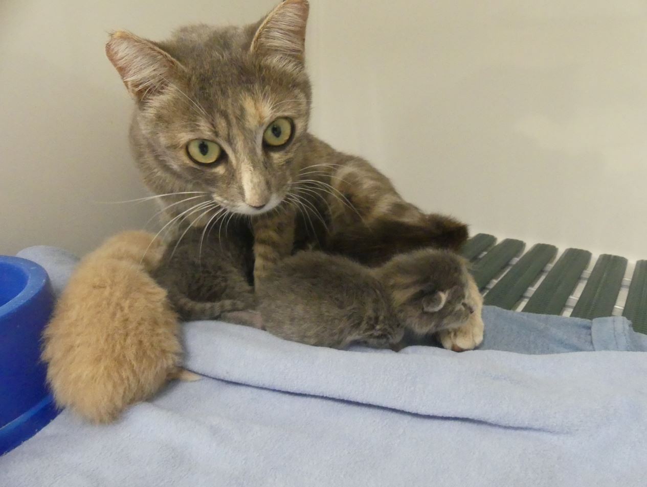 Les 3 chatons de Capucine