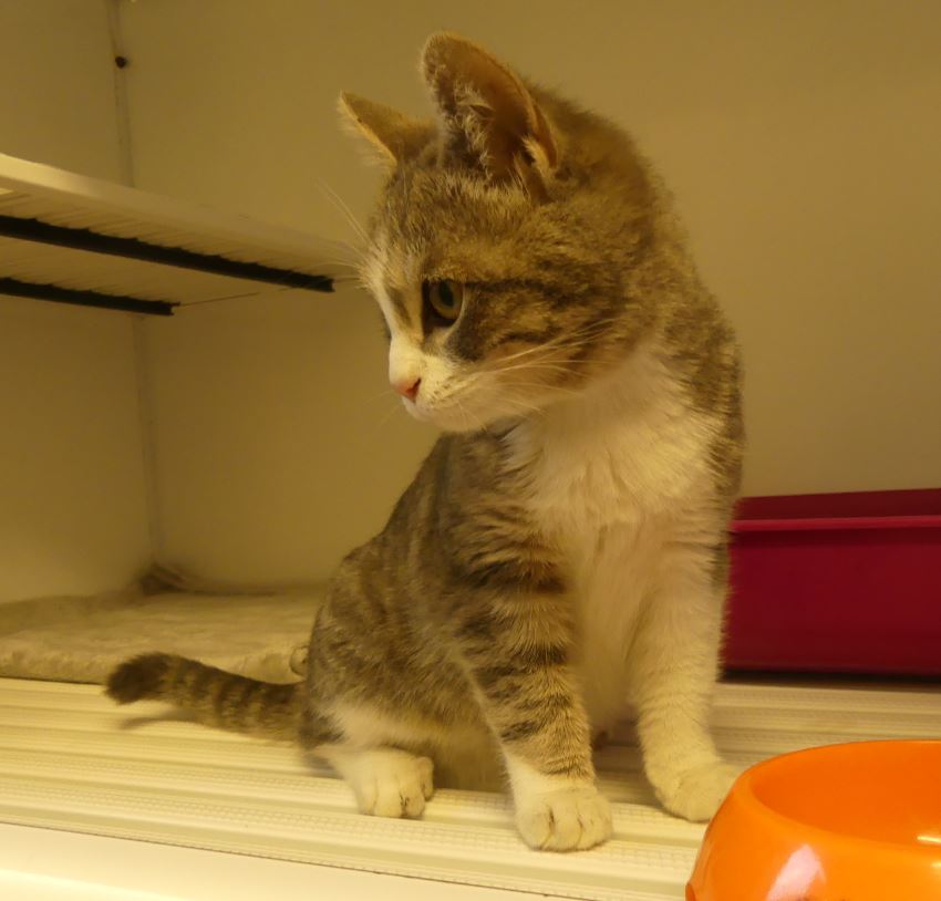 Chaton 191217
