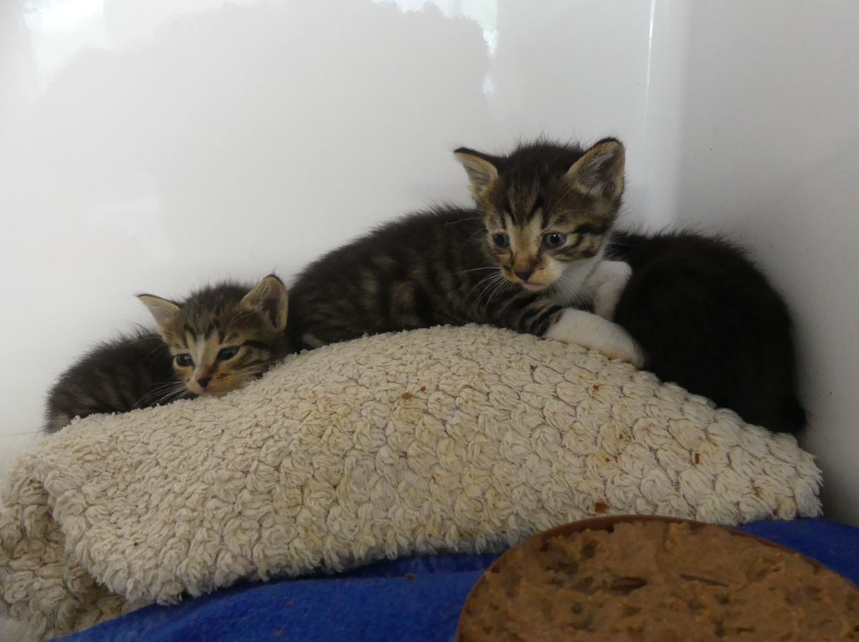 Chatons 230517