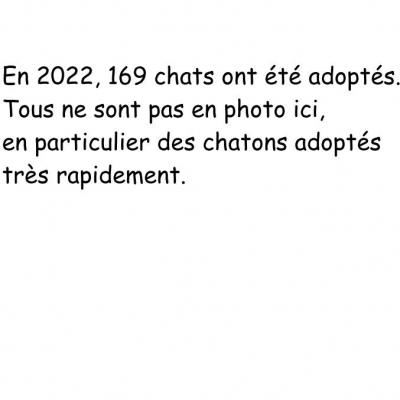 Chats adoptés en 2022