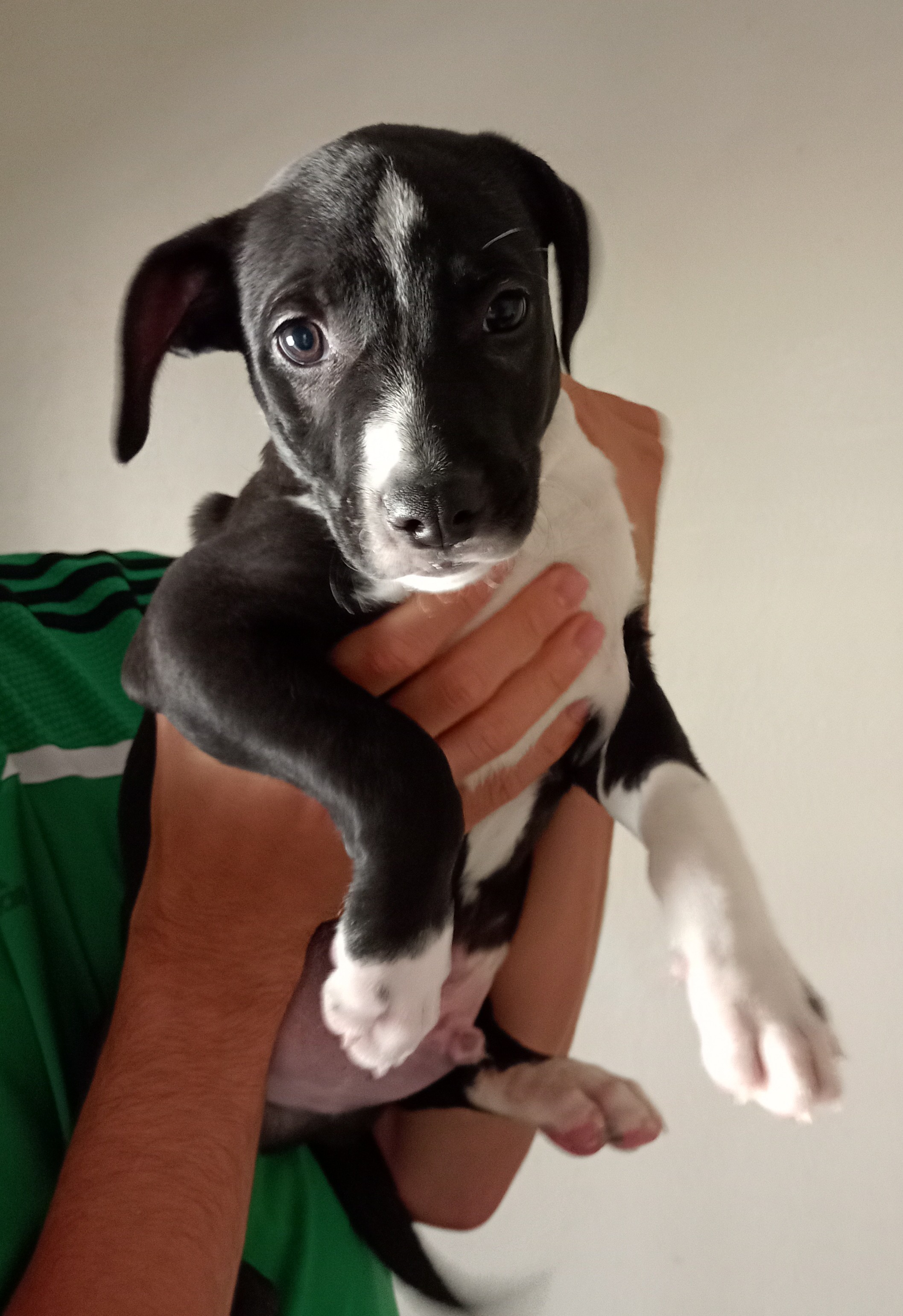 Chiot