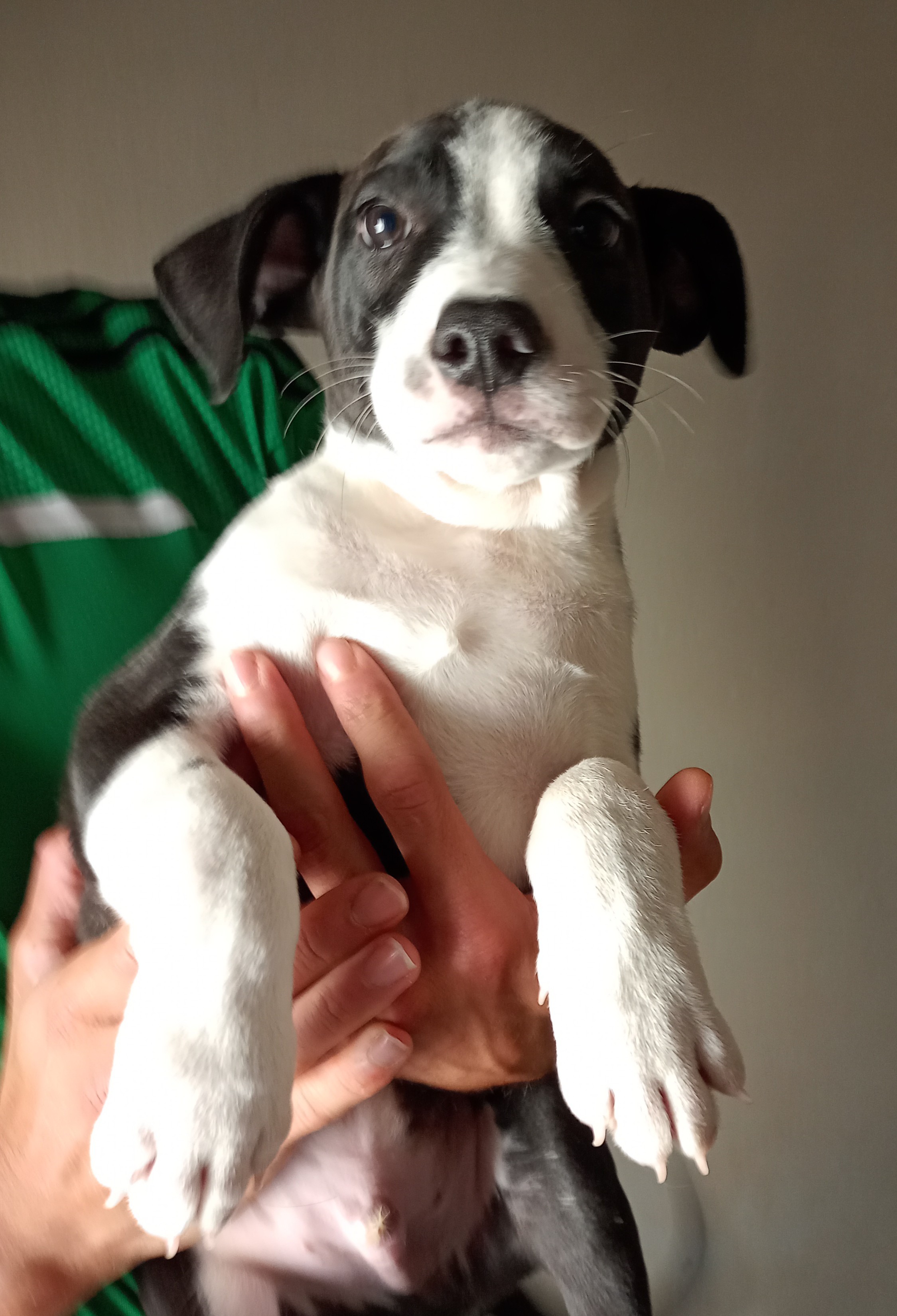 Chiot