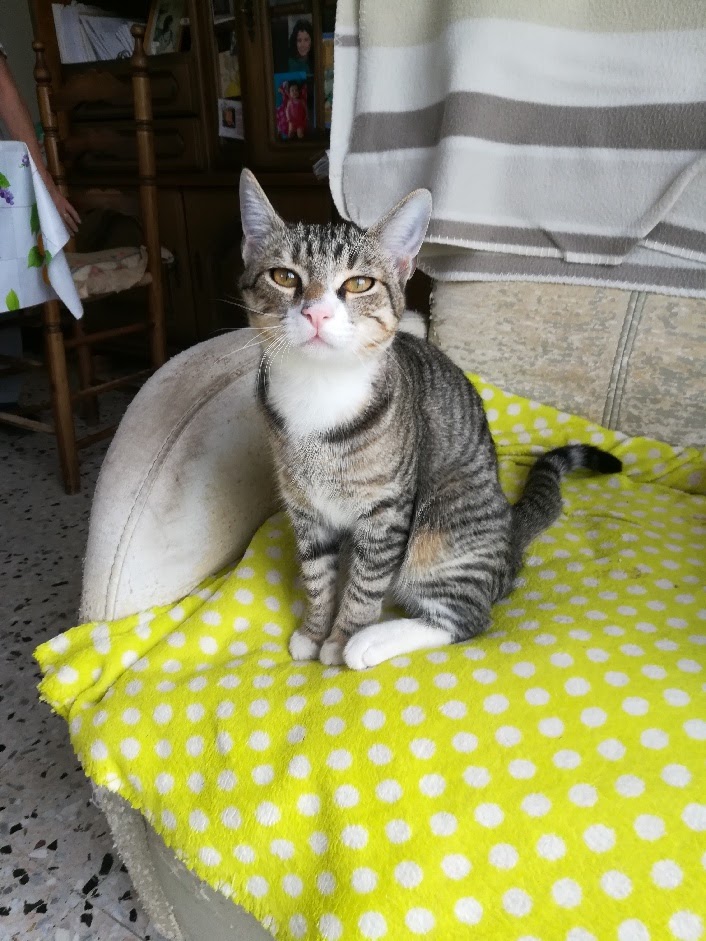Fanette