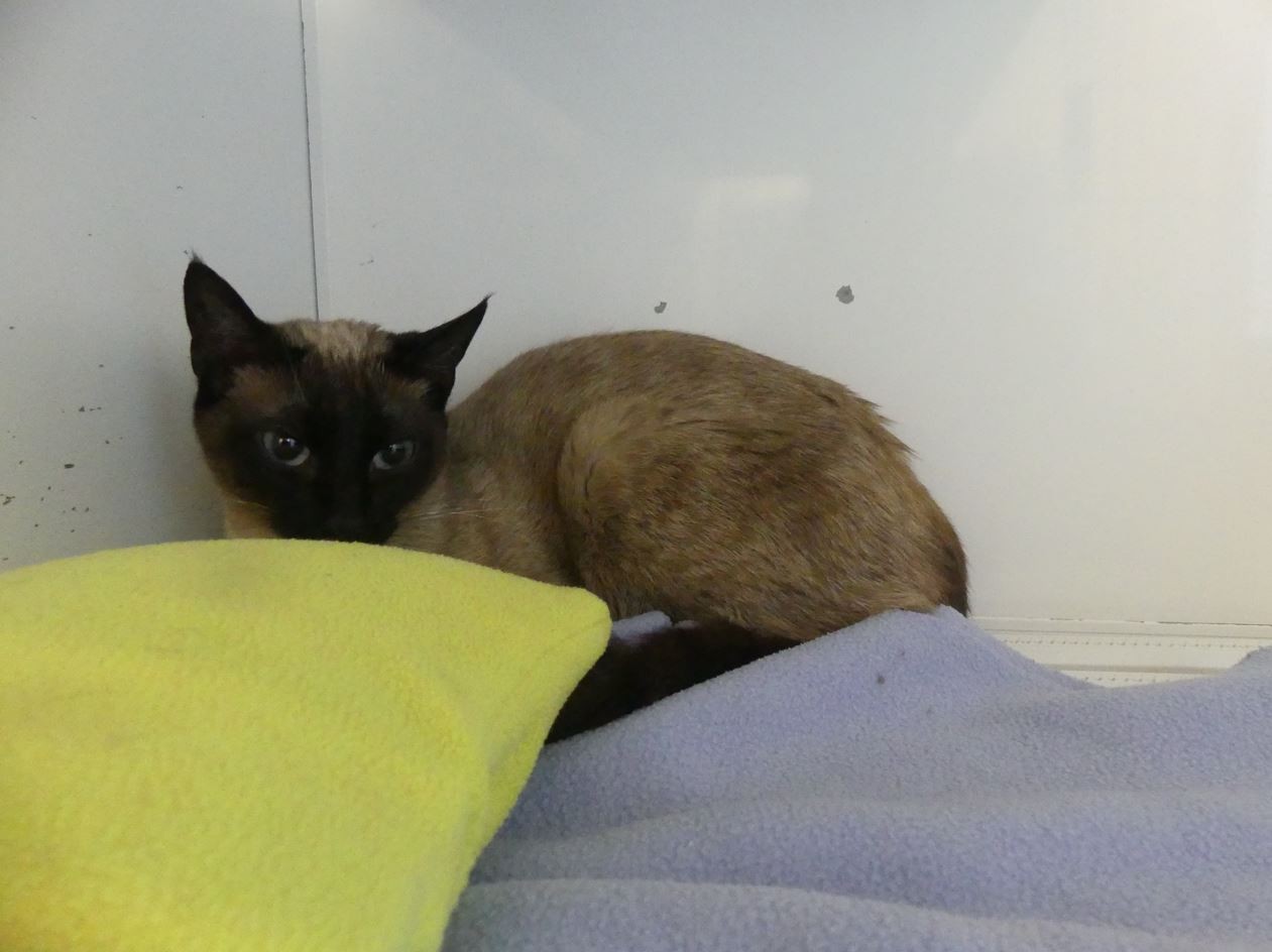 Freya