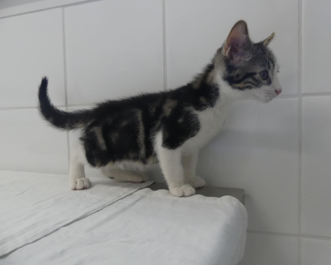 Sacha