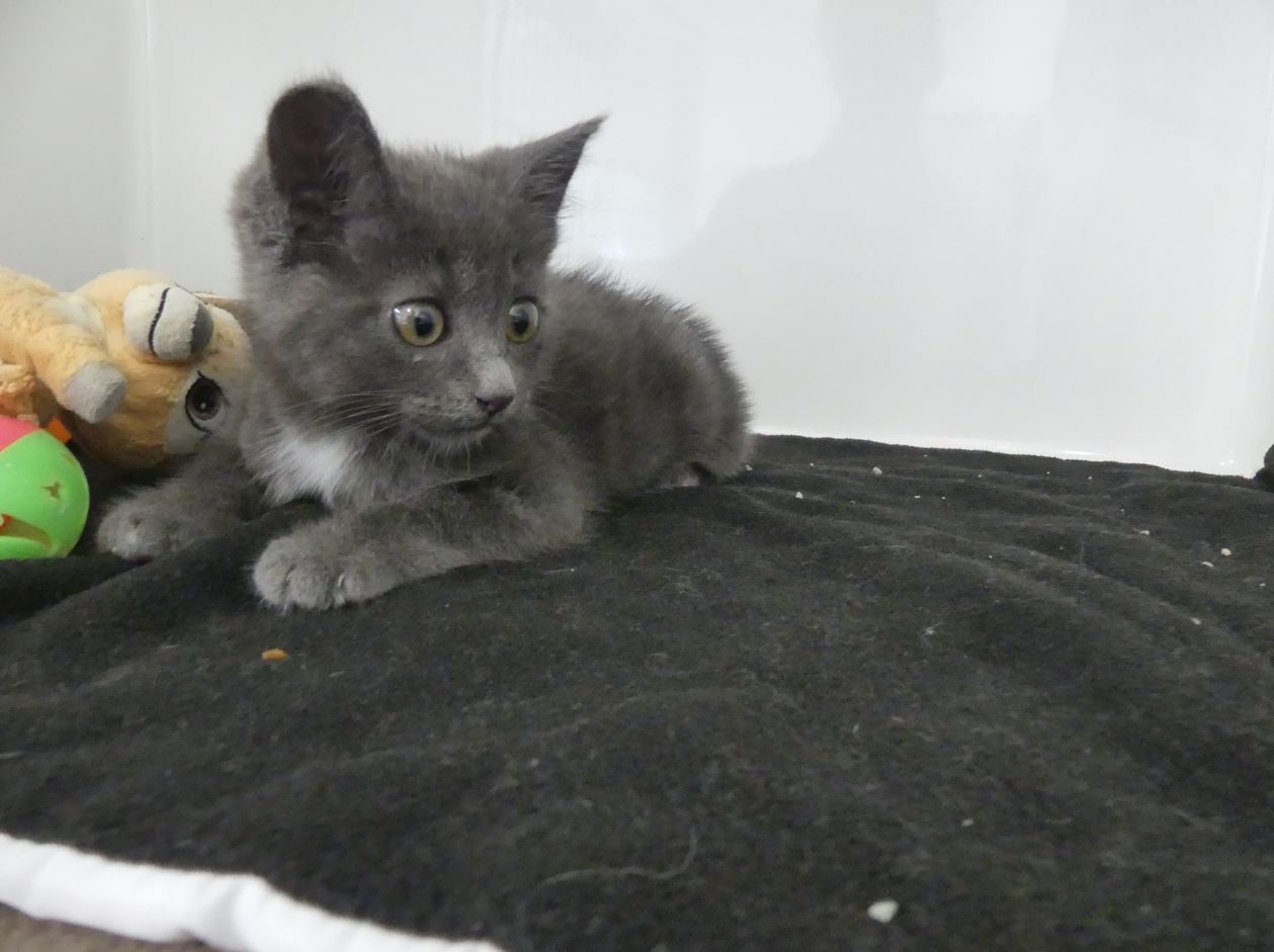 Lila