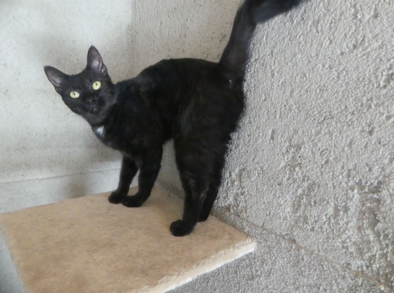 Lilou