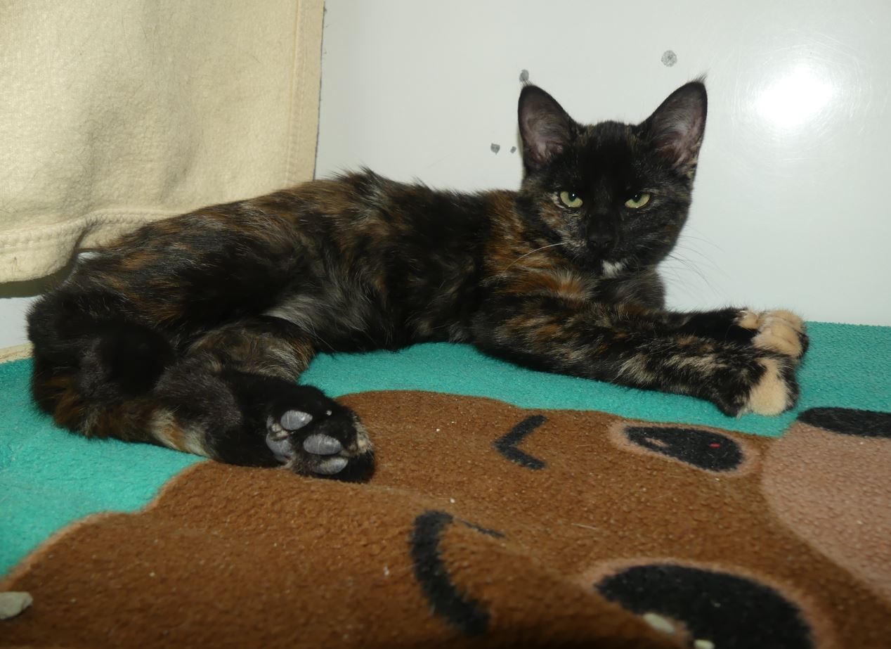 Lola