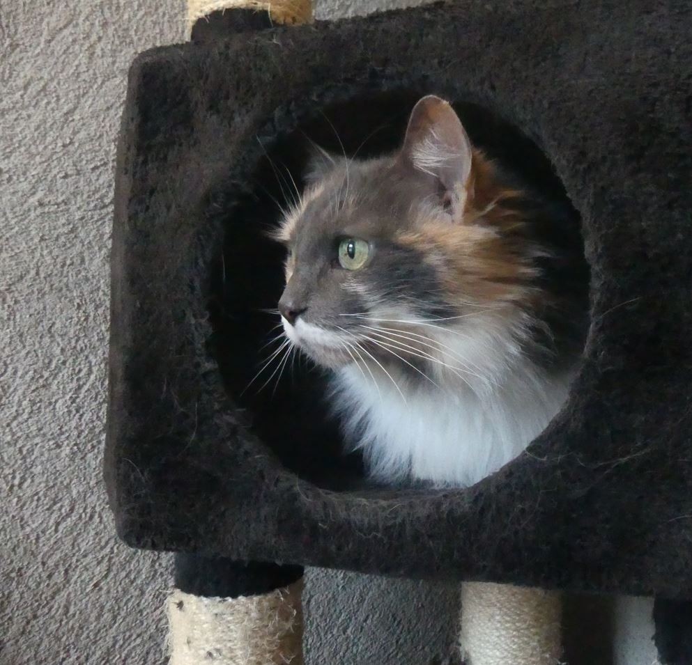 Louna