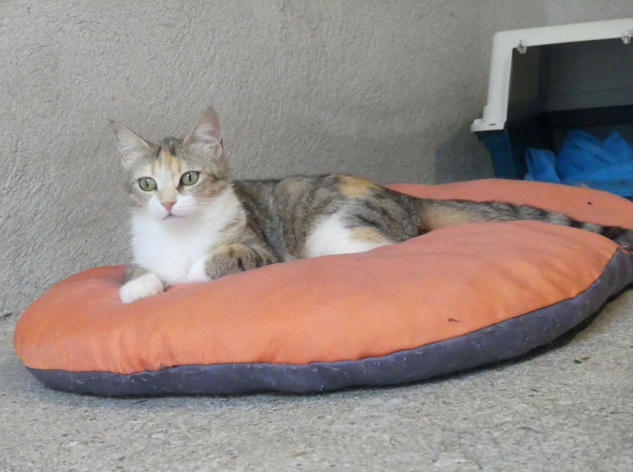Maman avec ses 2 chatons