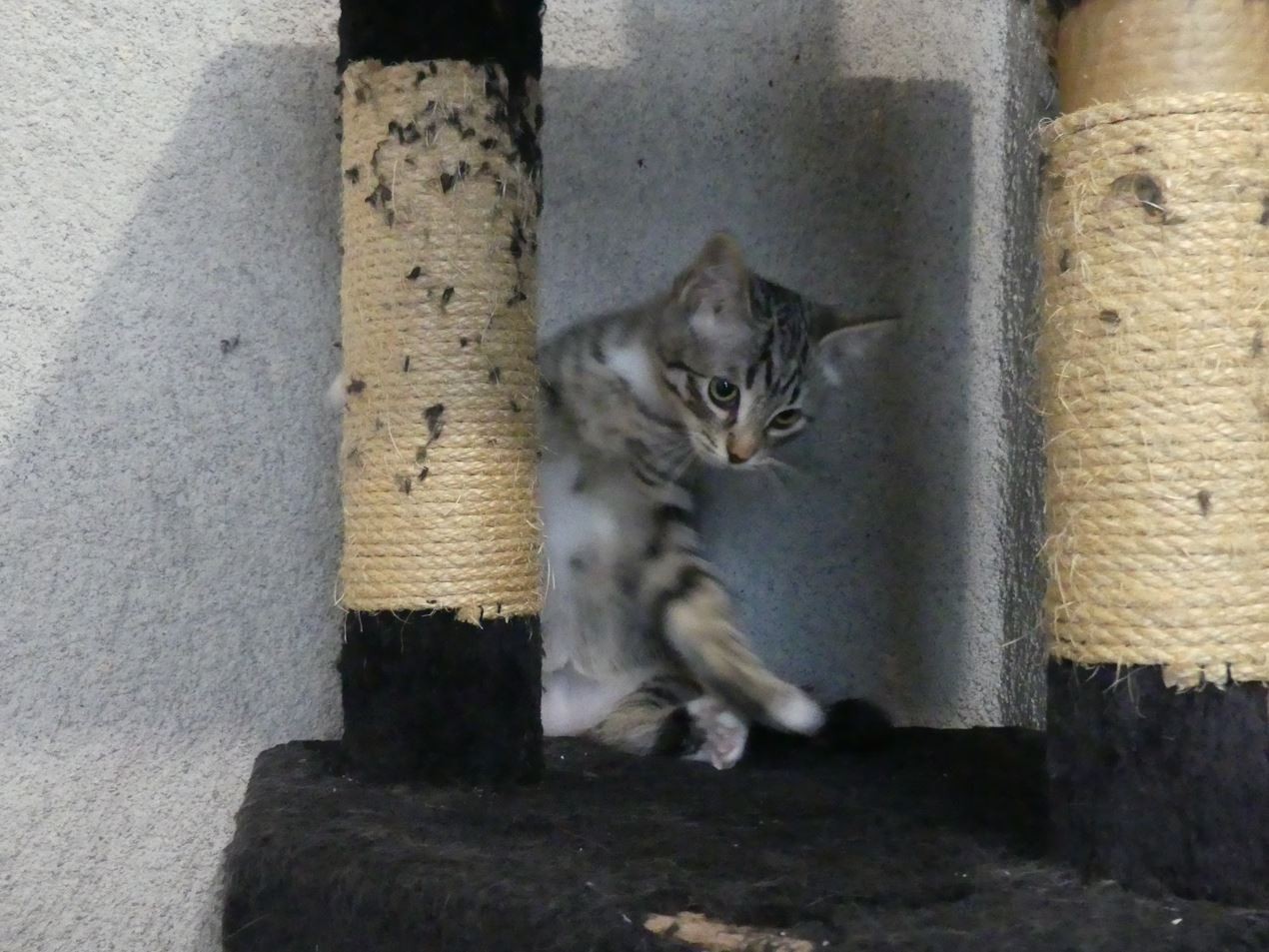 Maman avec ses 2 chatons