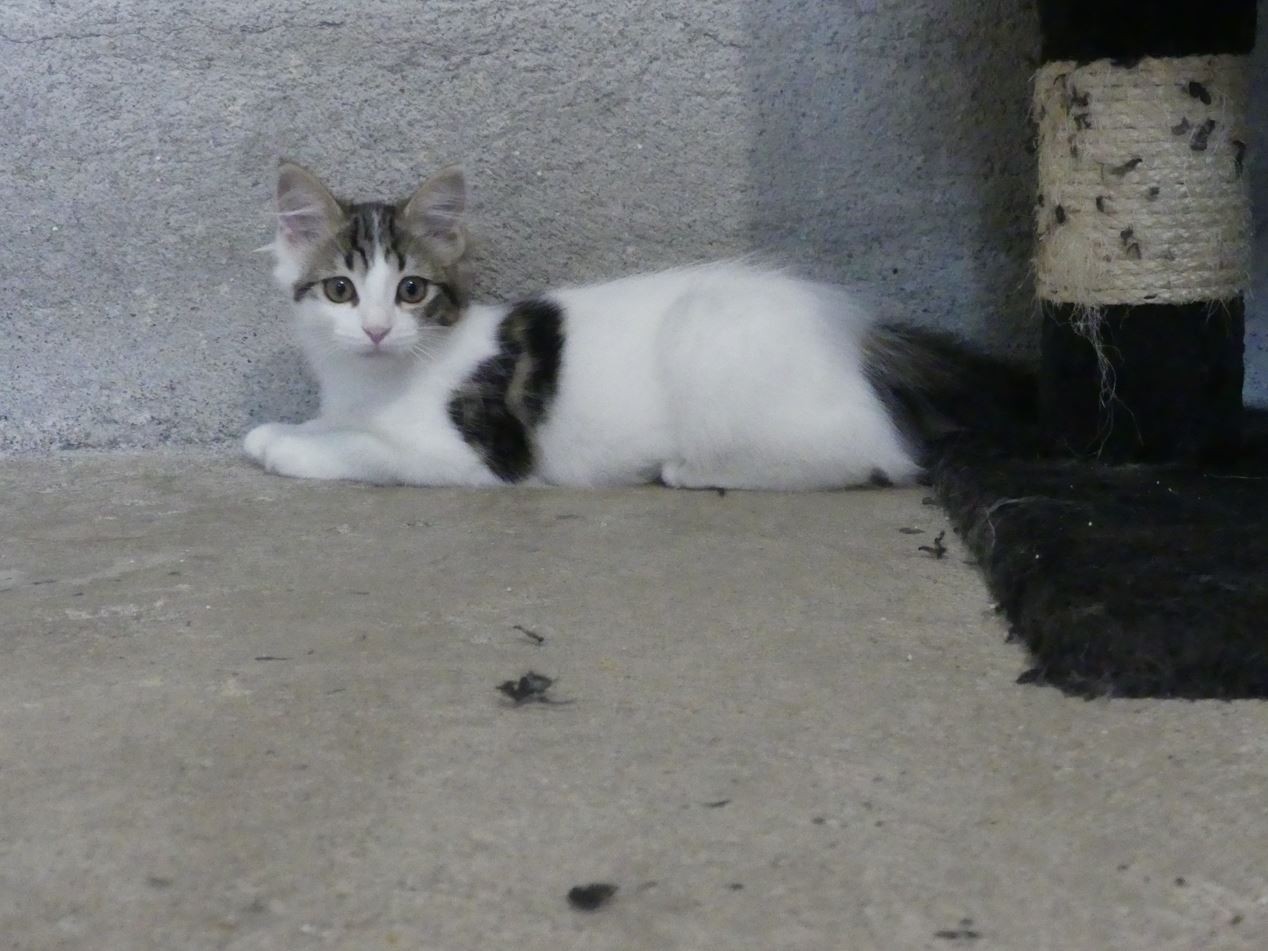 Maman avec ses 2 chatons