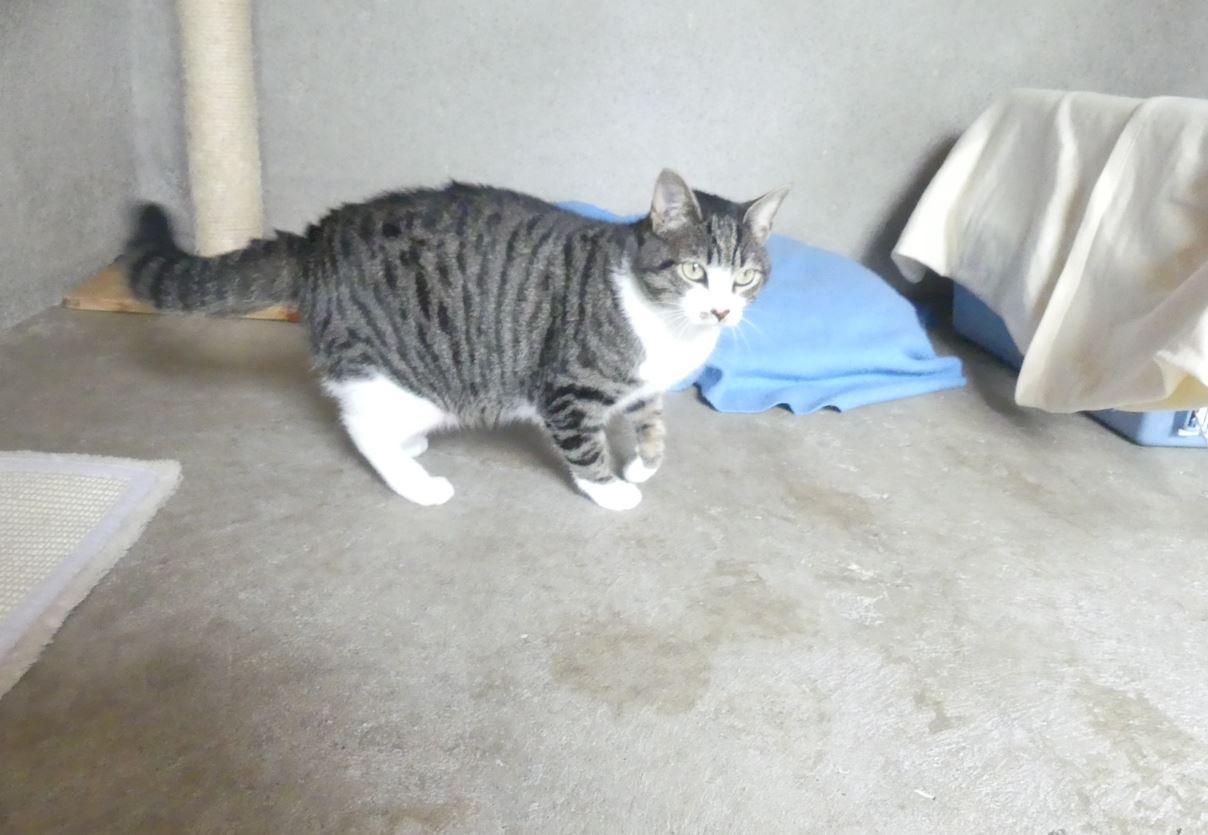 Melba