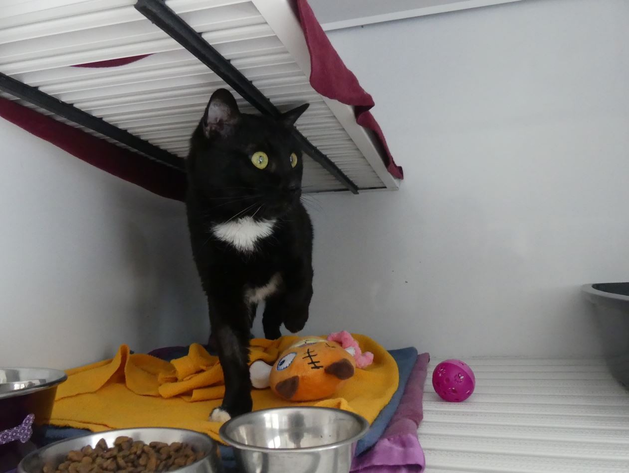 Merlin