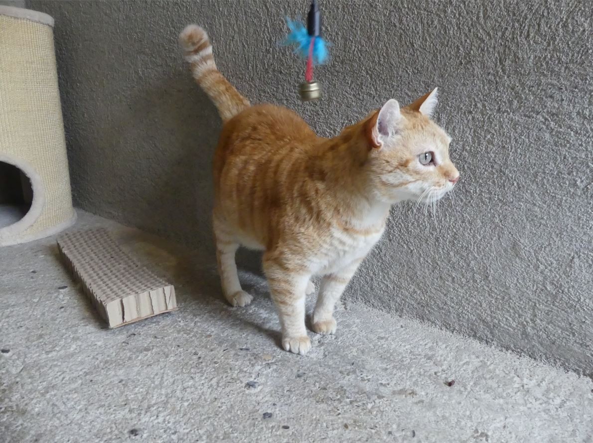 Merlu