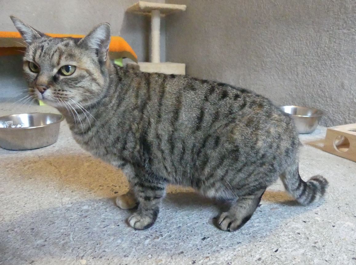 Minette 1