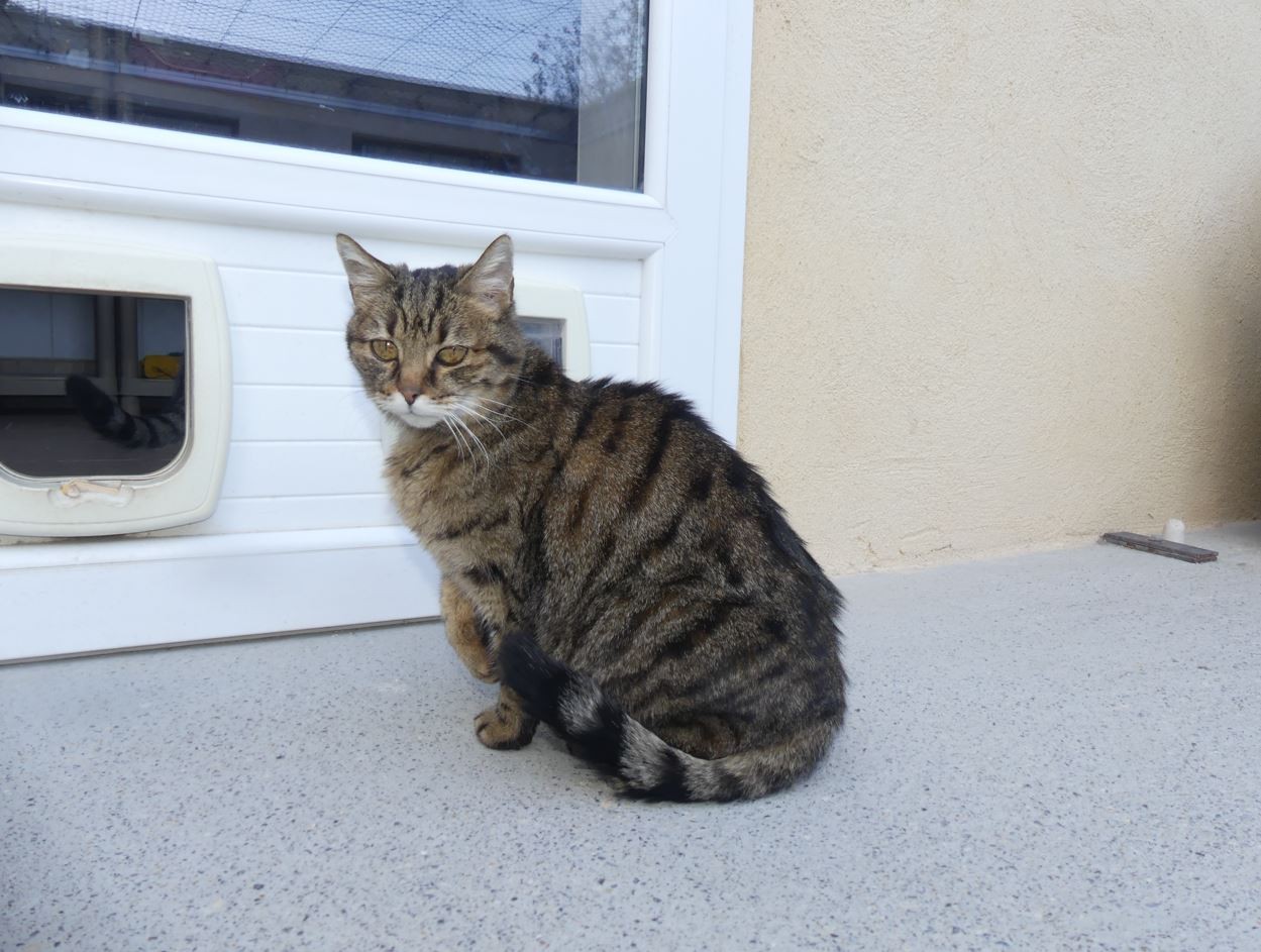 Minette