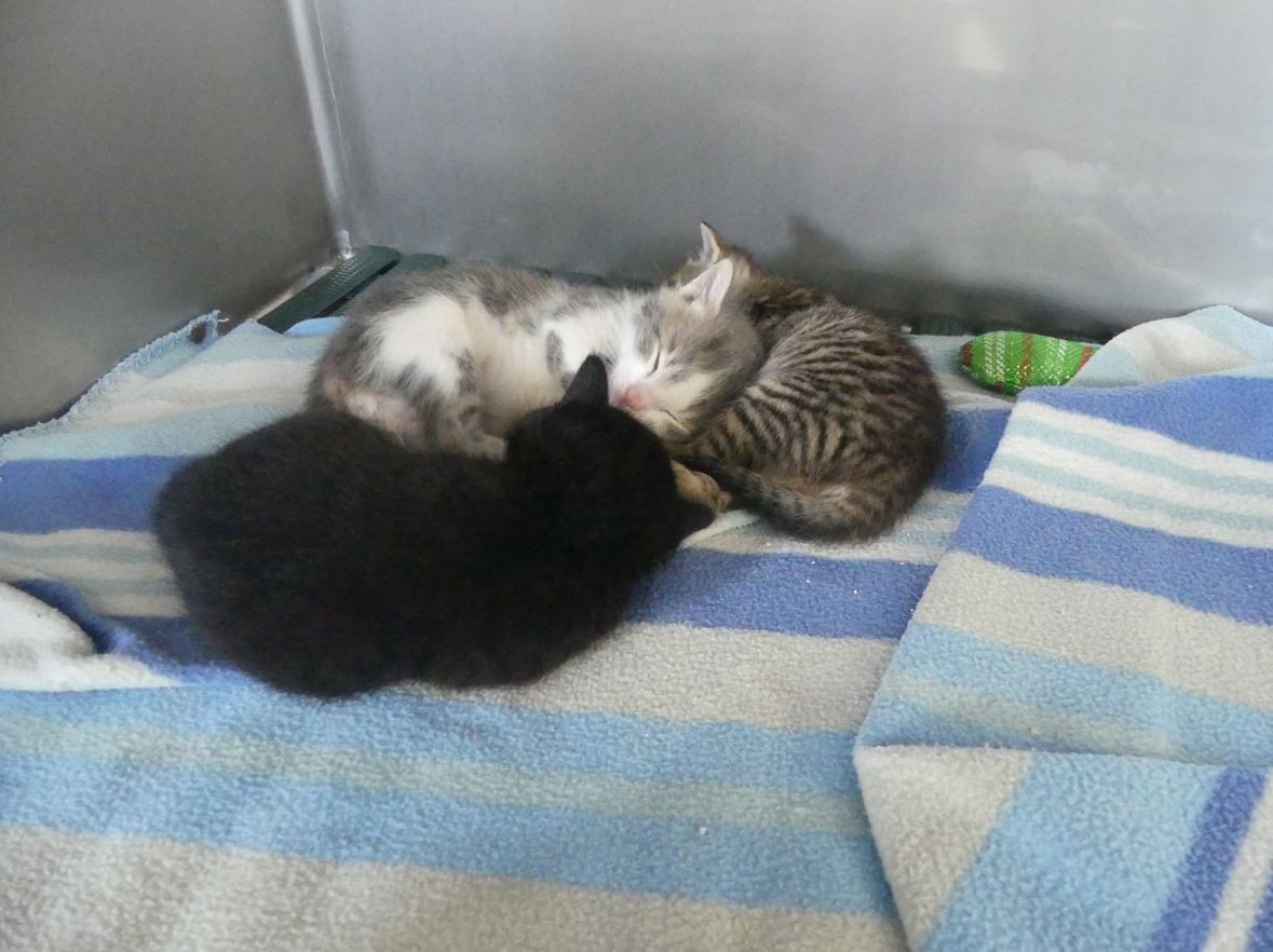 Chatons de Mira