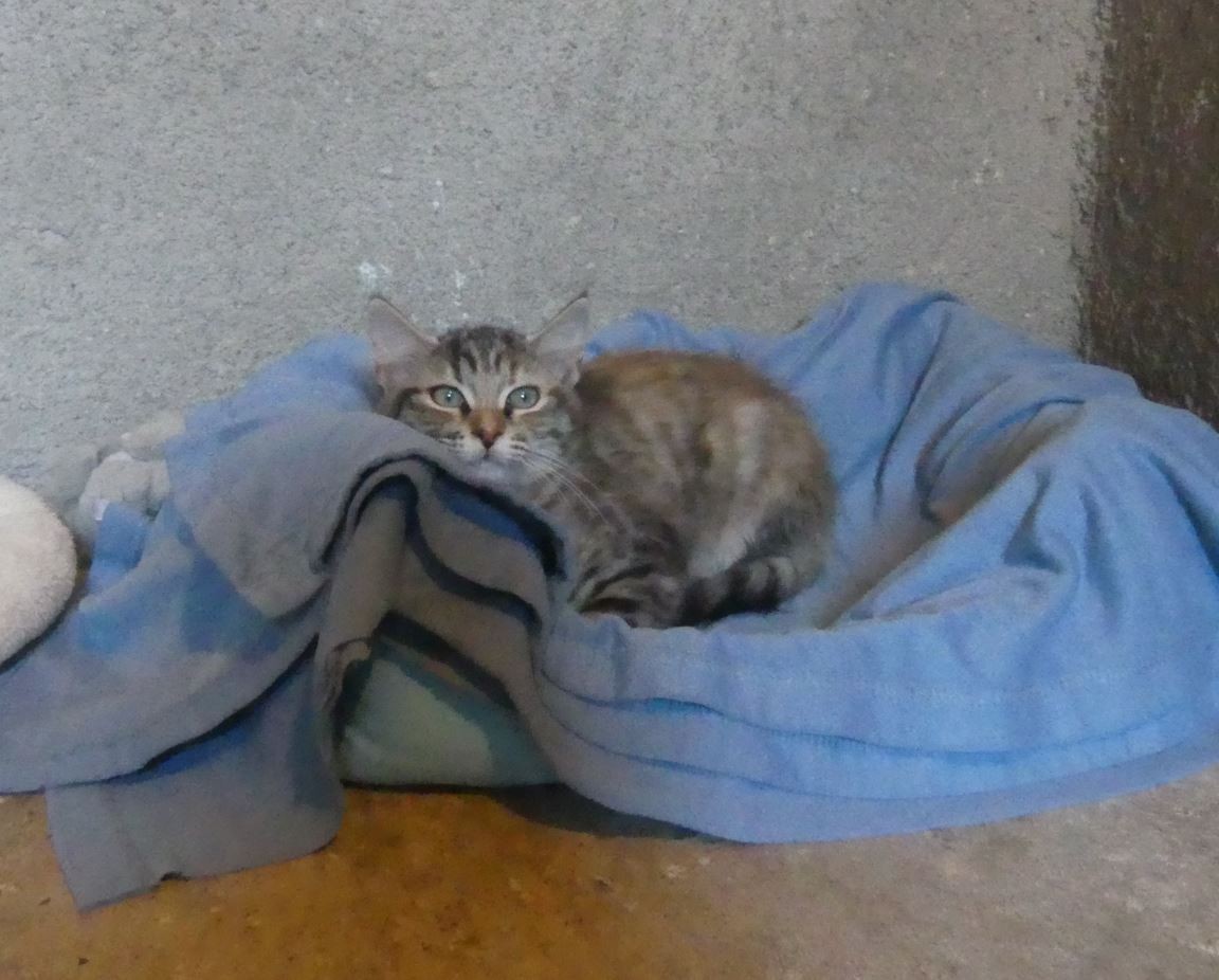 Mirabelle