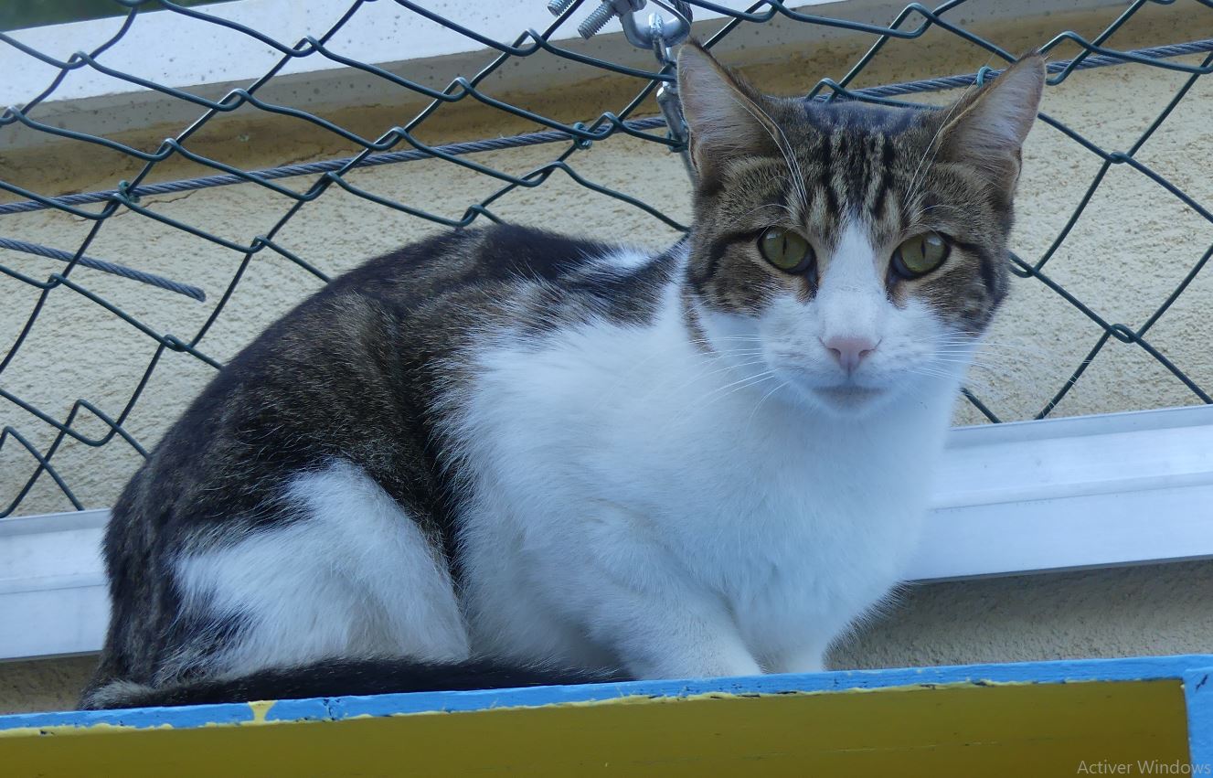 Pépite