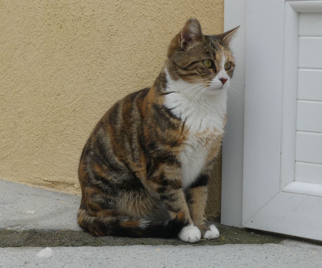 Pomponette
