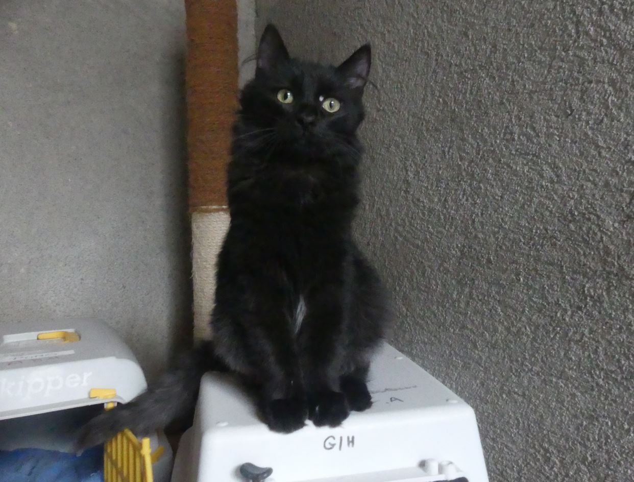 Taka