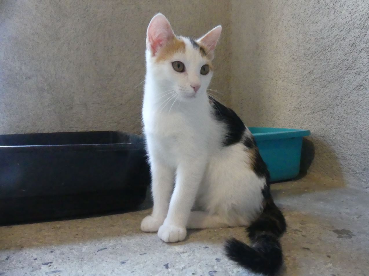 Tania