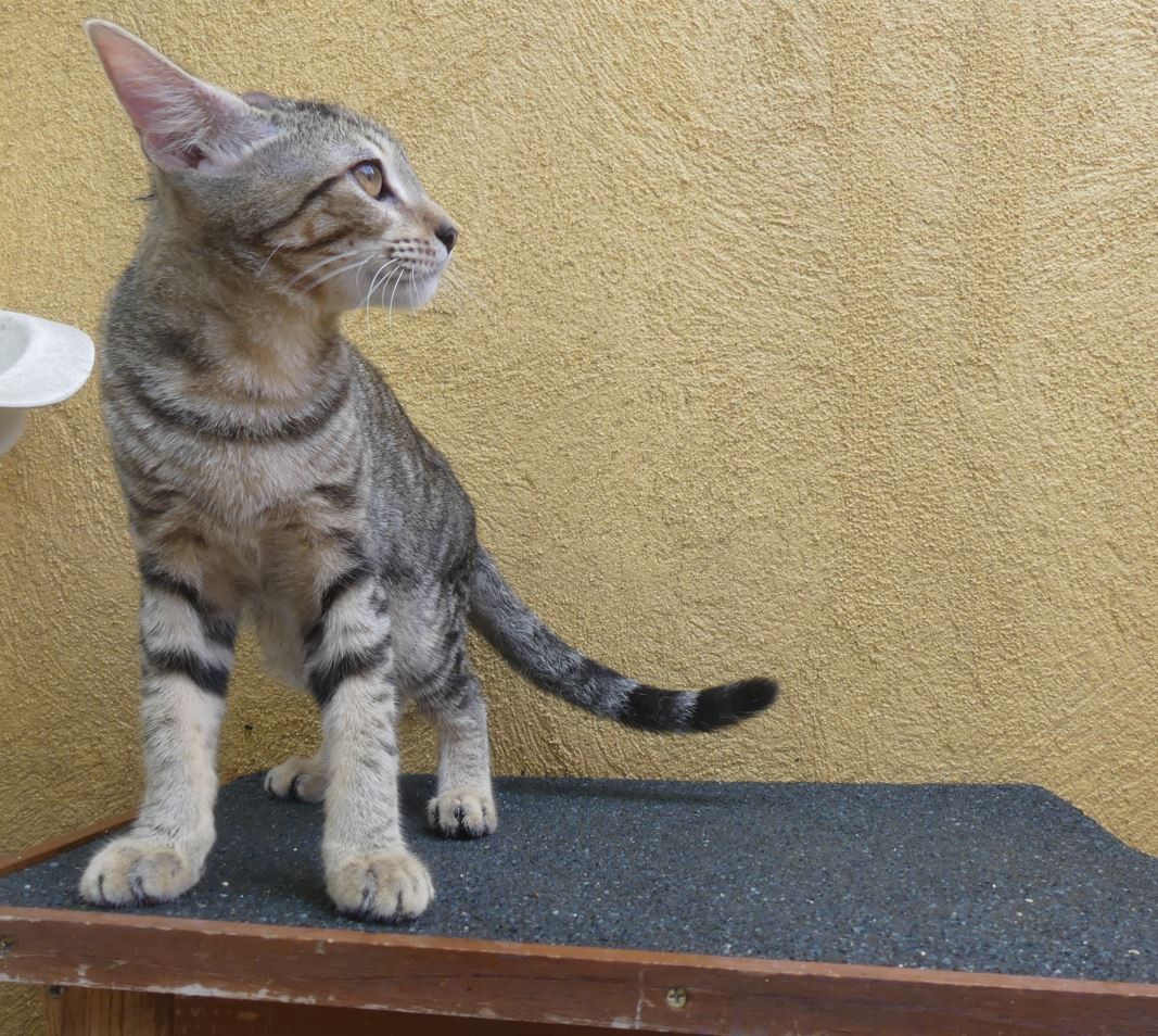 Tigrou 2