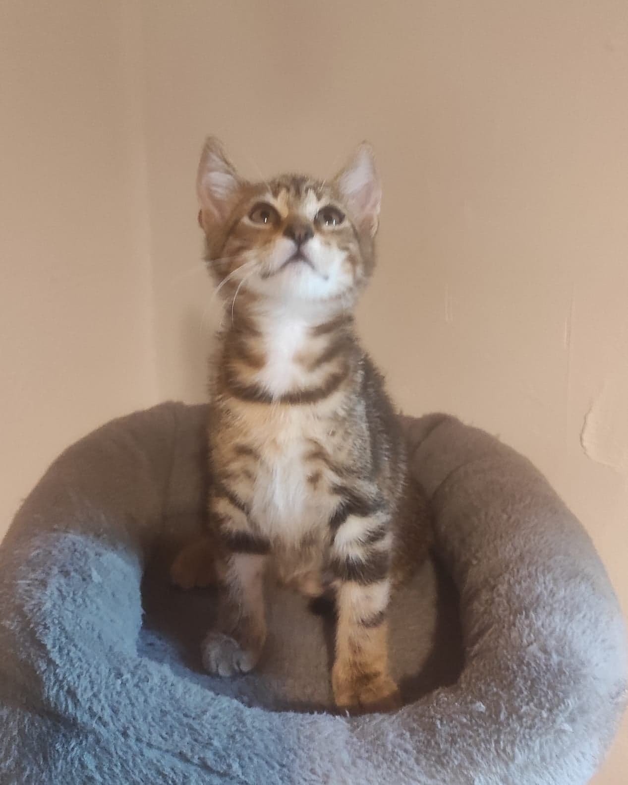 Tika 2